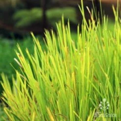 Lomandra Lime Tuff -Green Plant Corner lime tuff colour