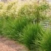 Lomandra Lime Tuff -Green Plant Corner lime tuff on fence 1