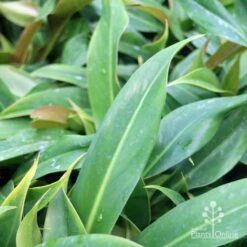 Philodendron Little Phil -Green Plant Corner little phil leaf