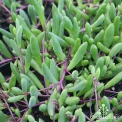 Othonna Ruby Necklace - Little Pickles - Succulent -Green Plant Corner little pickles red stems close 500