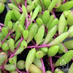 Othonna Ruby Necklace - Little Pickles - Succulent -Green Plant Corner little pickles ruby necklace