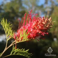 Grevillea Little Robyn -Green Plant Corner little robyn grevillea in sunshine