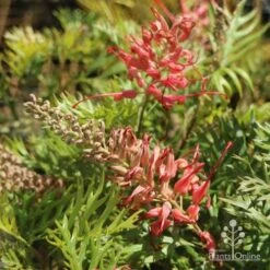 Grevillea Little Robyn -Green Plant Corner little robyn tubestock flowering