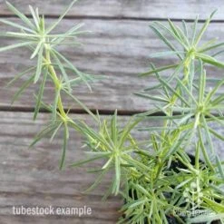 Lotus Red Flash - Parrot's Beak -Green Plant Corner lotus red flash