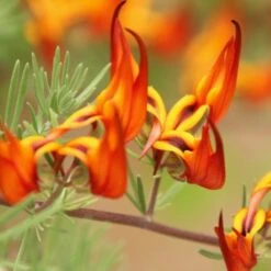 Lotus Red Flash - Parrot's Beak