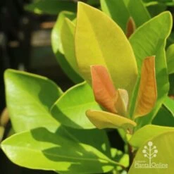 Tristaniopsis Luscious - Water Gum -Green Plant Corner luscious new leaves