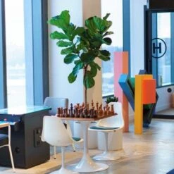 Ficus Lyrata - Fiddle Leaf Fig -Green Plant Corner lyrata chessboard