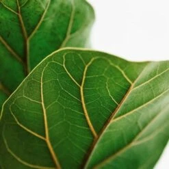 Ficus Lyrata Bambino - Fiddle Leaf Fig 13 Ficus Lyrata Bambino - Fiddle Leaf Fig -Green Plant Corner lyrata leaf closeup