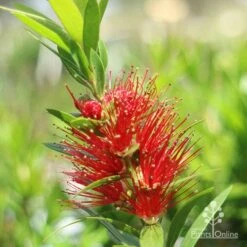 Callistemon Macarthur -Green Plant Corner macarthur flower closeup