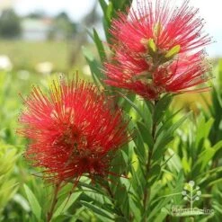 Callistemon Macarthur -Green Plant Corner macarthur flowers tunestock