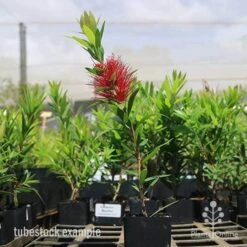 Callistemon Macarthur -Green Plant Corner macarthur tubestock