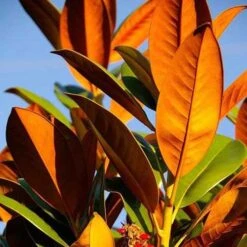 Magnolia Little Gem -Green Plant Corner magnolia 500 2