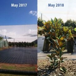 Magnolia Little Gem -Green Plant Corner magnolia tubestock growth 1 year