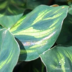 Calathea Makoyana - Peacock Plant -Green Plant Corner makoyana shimmer
