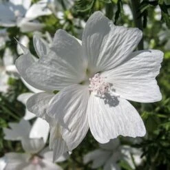 Musk Mallow - Seed 7 Musk Mallow - Seed -Green Plant Corner mallow white