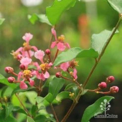Malpighia Pixie - Acerola -Green Plant Corner malpighia pixie flowers