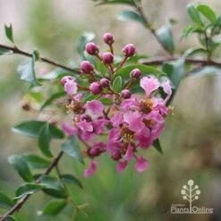 Malpighia Pixie - Acerola -Green Plant Corner malpighia pixie nursery