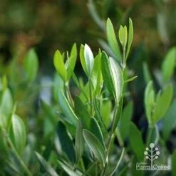 Olive Manzanillo -Green Plant Corner manzanillo tube