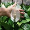 Spathiphyllum Maracay - Peace Lily -Green Plant Corner maracay flower size