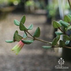 Correa Marian's Marvel -Green Plant Corner marian img 0924