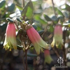 Correa Marian's Marvel -Green Plant Corner marian marvel flowers