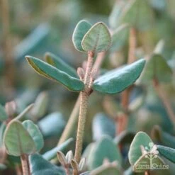 Correa Marian's Marvel -Green Plant Corner marians marvel foliage 1