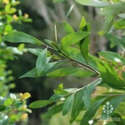 Grevillea Orange Marmalade 29 Grevillea Orange Marmalade -Green Plant Corner marmalade foliage