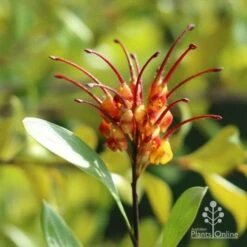 Grevillea Orange Marmalade 26 Grevillea Orange Marmalade -Green Plant Corner marmalade grevillea