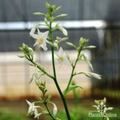 Matapouri Bay - Arthropodium -Green Plant Corner matapouri flower 1