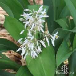 Matapouri Bay - Arthropodium -Green Plant Corner matapouri flowers in nursery 1