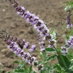 Mint - Seed -Green Plant Corner mentha spicata flowers