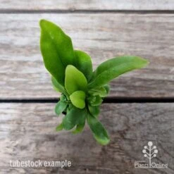 Microsorum Green Flame Fern 14 Microsorum Green Flame Fern -Green Plant Corner microsorum green flame 2