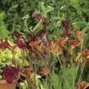 Australian Wildflower Kangaroo Paw - Seed 1 Australian Wildflower Kangaroo Paw - Seed -Green Plant Corner mixed kangaroo paw