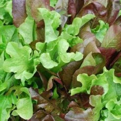 Lettuce Mixed Salad Leaves - Seed -Green Plant Corner mixed salad leaves 1
