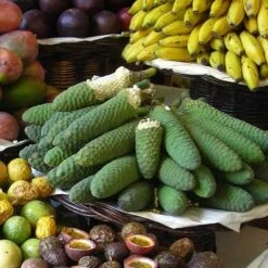 Monstera Deliciosa - Fruit Salad Plant, Swiss Cheese -Green Plant Corner monstera fruit