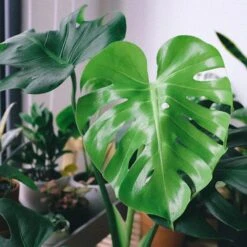 Monstera Deliciosa - Fruit Salad Plant, Swiss Cheese -Green Plant Corner monstera leaf perfect