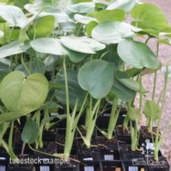 Monstera Deliciosa - Fruit Salad Plant, Swiss Cheese -Green Plant Corner monstera tubes