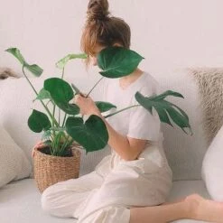 Monstera Deliciosa - Fruit Salad Plant, Swiss Cheese -Green Plant Corner monstera and girl