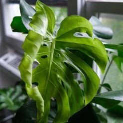 Monstera Deliciosa - Fruit Salad Plant, Swiss Cheese -Green Plant Corner monstera new leaf unfurling