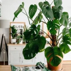 Monstera Deliciosa - Fruit Salad Plant, Swiss Cheese -Green Plant Corner monstera repotting