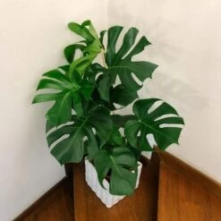 Monstera Deliciosa - Fruit Salad Plant, Swiss Cheese -Green Plant Corner monstera staircase