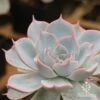 Echeveria Morning Beauty - Succulent -Green Plant Corner morning beauty