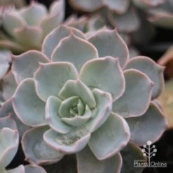 Echeveria Morning Beauty - Succulent 10 Echeveria Morning Beauty - Succulent -Green Plant Corner morning beauty leaf 500