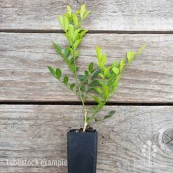 Murraya Sweet Privacy 19 Murraya Sweet Privacy -Green Plant Corner murraya sweet privacy 1