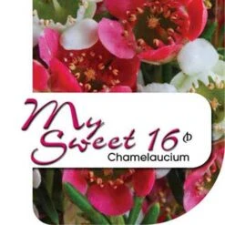 Chamelaucium MY SWEET 16™ - Waxflower -Green Plant Corner my sweet 16 label