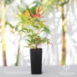 Nandina BLUSH­ -Green Plant Corner nandina blush tube