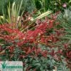 Nandina FLIRT -Green Plant Corner nandina flirt foliage