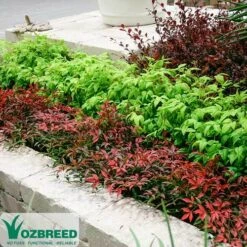 Nandina FLIRT -Green Plant Corner nandina flirt 1