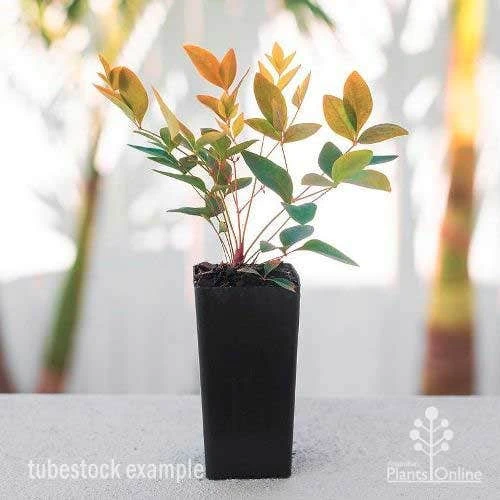 Nandina Gulf Stream 4 Nandina Gulf Stream - Image 2