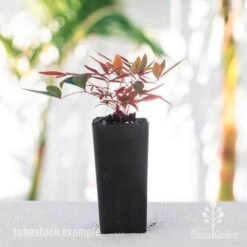 Nandina Obsession -Green Plant Corner nandina obsession tube